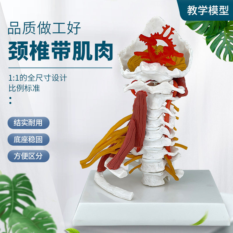 高级颈椎带肌肉椎动脉后枕骨椎间盘与神经展示 1:1颈椎附肌肉模型