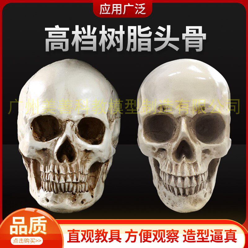 美术素描艺用头骨绘画模型人体头骨模型树脂骷髅头办公摆件工艺品