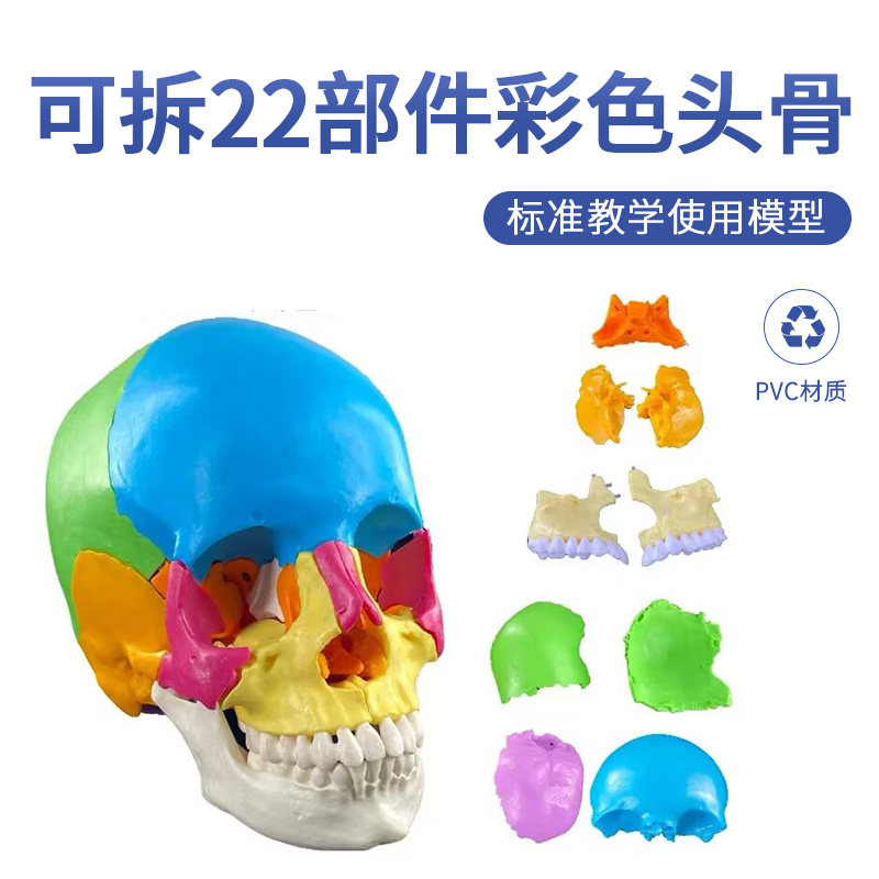 医学可拆分卸多部件1:2人体彩色头骨模型头颅骷髅头颅骷髅头