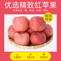 Authentic Luochuan Red Fuji apple fresh fruit season full box crisp sweet season 10 catties Shaanxi rock candy heart