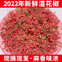 2022 fresh raw pepper Shaanxi red pepper Dahongpao wet pepper special hemp fragrance now picked and found tender pepper 1 catties