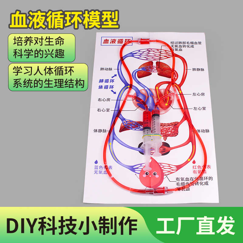 心臟血液循環模型- Top 100件心臟血液循環模型- 2025年11月更新- Taobao