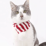 Весенний фестиваль Новый год рождественский зимний шарф плетения плетения полосатые кошки и собака Золотой Мао