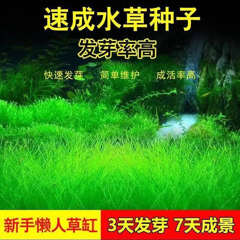 Fish tank decorated with scenery water plants Four seasons speed into water grass seed water family living freshwater small to leafy cattle fur