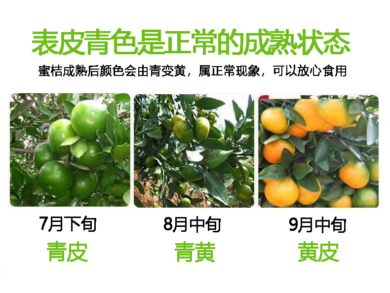 3斤新鲜宜昌薄皮蜜桔当季蜜橘整箱