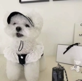 抹茶 Педная тыква юбка весна и осенняя весна и осень Тедди Белль красавица летняя летняя летняя собачья одежда для собак лето