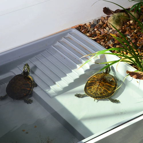 Желтая черепаха, посвященная бассейне лестницы полуоткрытые черепахи Водяной поддон Водность ландшафтная черепаха для пансионов
