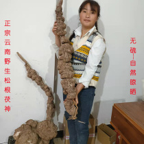 Yunling Yunnan mountain farm wild Fushen large piece sulfur-free recently dried new arrival 500 grams calming style