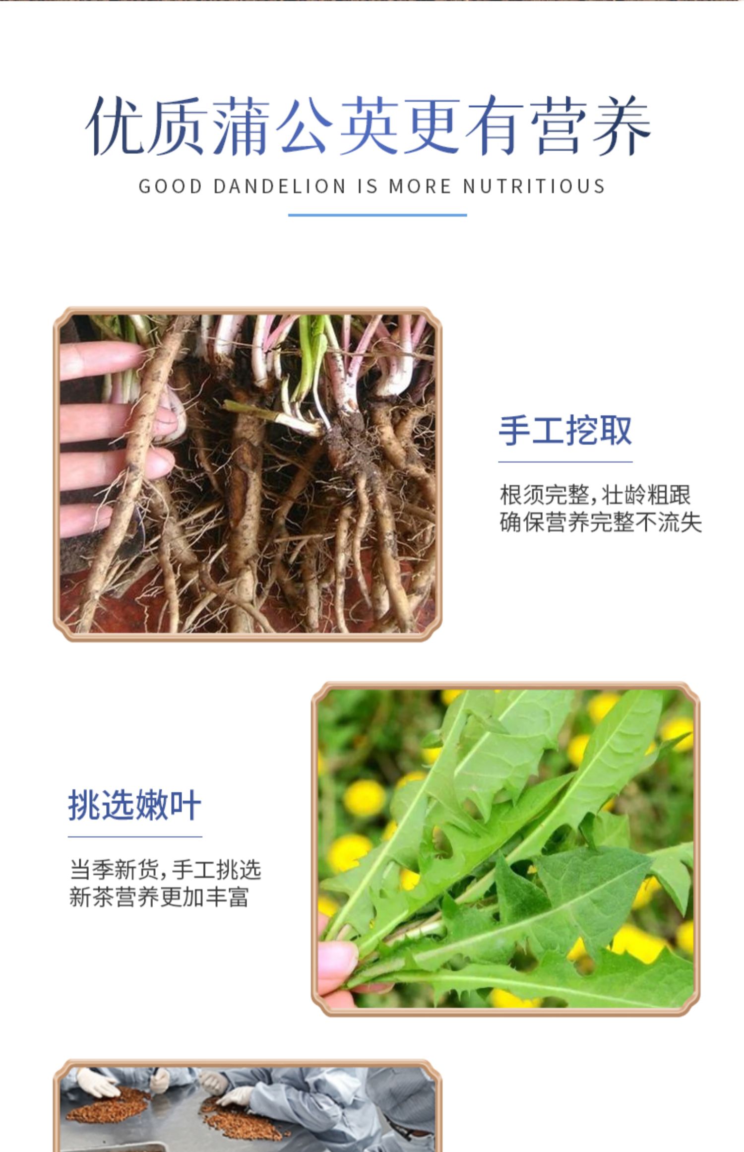 【婆婆丁养生花草茶】蒲公英根叶茶5g*10包