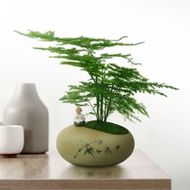 Flower Wenzhu office desktop potted small plant good indoor green plant bedroom bonsai cloud bamboo Evergreen