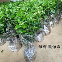 Special Jasmine potted indoor with bonsai fragrant summer flower buds evergreen mosquito repellent flower plants