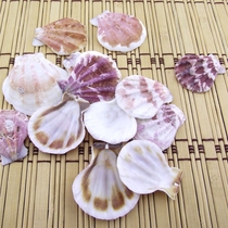 Wall stickers small conch shell DIY micro landscape decoration thick scallop origin rolled scallop green snail diy handmade
