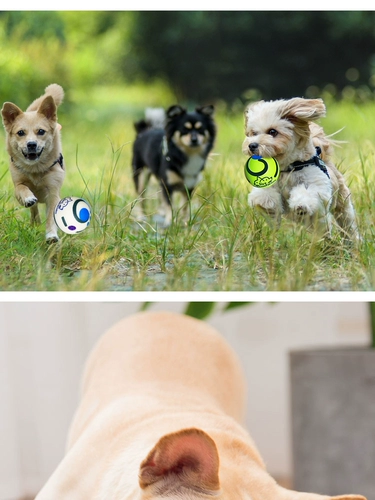 Nuo xin 5-20 фунтов щенка выделенных Vocal Ball Direct Sales Sales