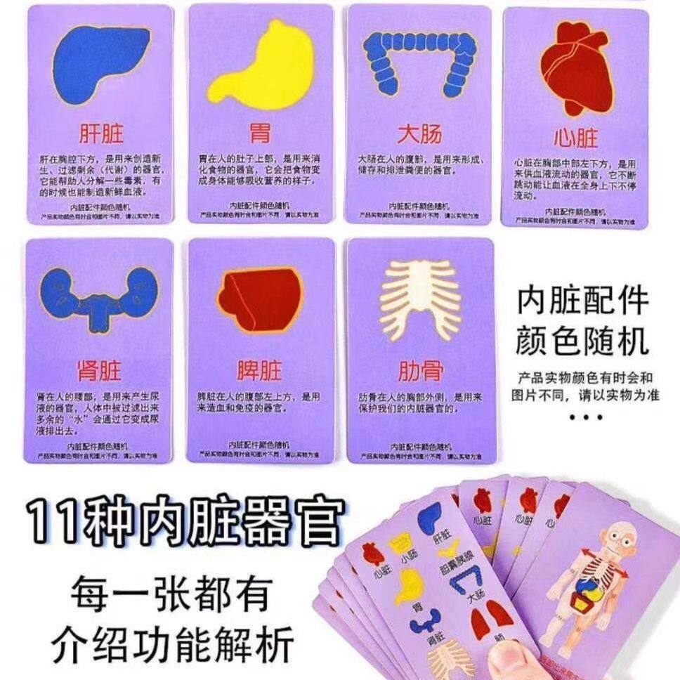 Human Body Structure Model Medical Simulation Internal Organs Anatomy 3D Detachable Assembled Torso Children's Educational Toy