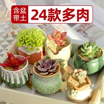 Multi-meat plant flower pot suit combined potted plant green planting flower indoor meat plant special price clear cabin with basin