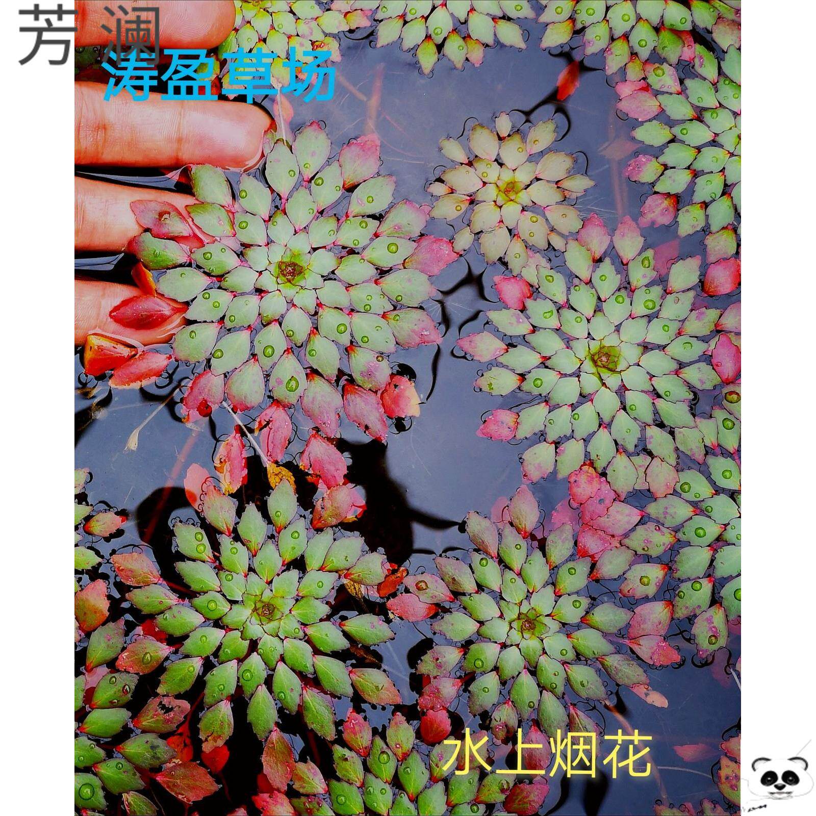 Water sunflower water grass Yellow flower rhombus Guatemala Water clove Tobacco flower duckweed plant living bag live banana grass