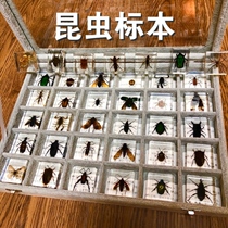 Insect Plant Unicorn Specimens Mantis Specimens Mantis Animal Dragonfly Resin Gum Spider Real Worm Beetle Toddler Lizard