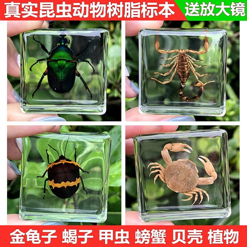 Small animal real insect specimen resin real bug scarab scorpion spider beetle specimen kindergarten teaching