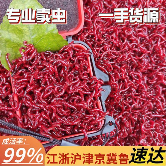 Red Worm Live Bait Extra-large Live Special Tianjin Red worm feeding bait Labait carp Bait Carp Autumn Winter Wild Fishing Bait