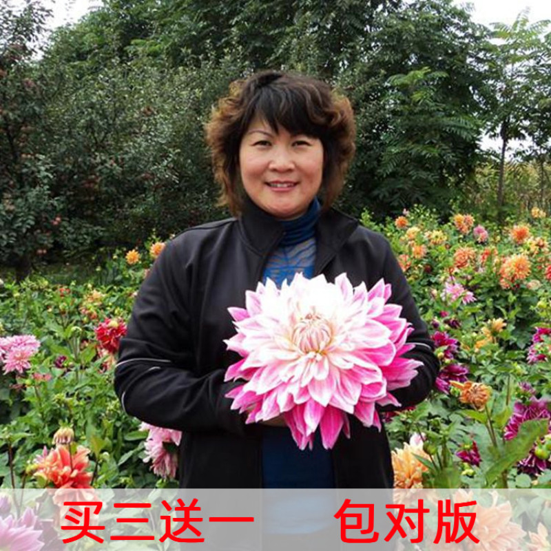 大丽花种子春季播种指南：如何打造四季常开花的庭院美景？ 水草 淘宝好物网 