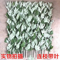 Qingming Grass Fresh wild farmhouse Artemisia Artemisia edible as a green group Vegetable Cake and Fruits Hang Door to Soak Up Moisture