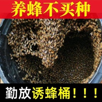 Bait Bucket Plastic Bucket Seals Black eighteen liters with cover Lid Drum Special Field Trick Bee Water Raised Waxers Cage