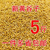 Small Bird Shell Birds Sparrow Eats Birds Eating Small Grain Pigeons U Eat Bird Parrot Feed Food Pigeon Food Pigeon Food Pigeon Food Pigeon Food Pigeon Food