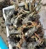 Семена лотоса гидропонные растения, семена овощного лотоса, трансграничные семена лотоса, семена водяной лилии, четыре сезона, не чашечный лотос новый стиль