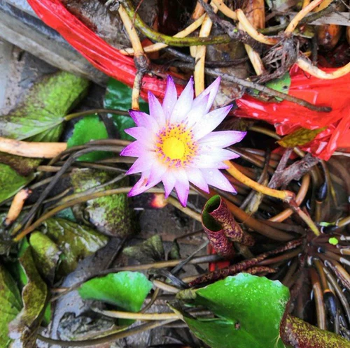 Семена лотоса гидропонные растения, семена овощного лотоса, трансграничные семена лотоса, семена водяной лилии, четыре сезона, не чашечный лотос новый стиль