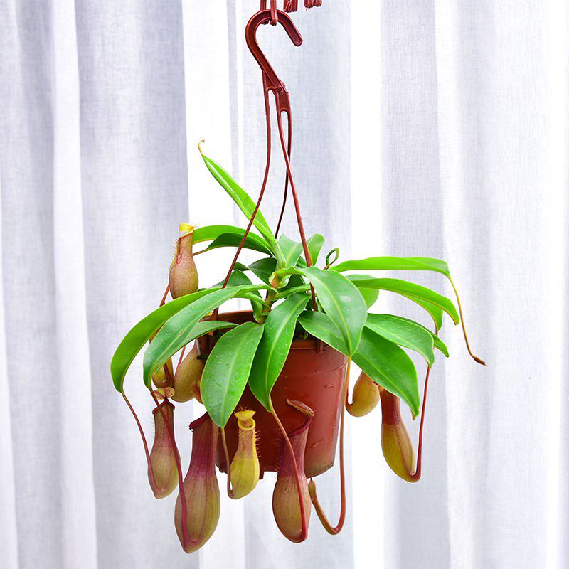 N. N. Potted plant Fly Grass Indoor Green Plant Giant Clip Fly Grass Hydropony potted Potted Potted potted patio Courtyard Green Plant Flowers