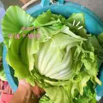 Chaoshan home grown fresh fresh fresh fresh mustard balls fresh cabbage stuffed mustard balls picked