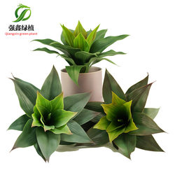 Simulated aloe vera succulent plant agave tiger orchid fake green plant Nordic tropical desert plant agave landscaping