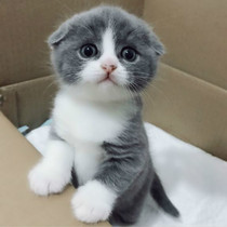 British short blue cat blue and white ragdoll kitten living silver gradient Garfield kitten Munchkin Napoleon short-footed cat