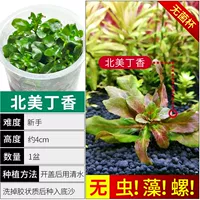 【Нет улитки, нет водорослей североамериканской сирень