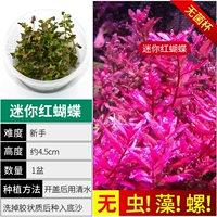 【Нет улитки водоросли мини-красная бабочка