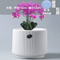 Крупные Афинские древние фарфоровые белые (отправить пластиковый поднос)