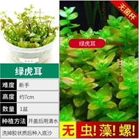 【Нет улитки, нет водорослей зеленого тигрового уха