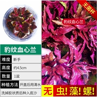 【Нет улитки, нет водорослей леопардовой печати кровя