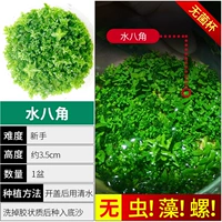 【Нет улитки, нет изумрудной звезды водорослей