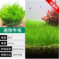 【Король перспективы】 мини -говядисты