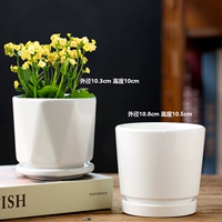 Специальное предложение две маленькие чистые белые жизни