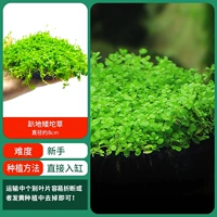 Сумасшедший карликовый жемчужный трава большая трава