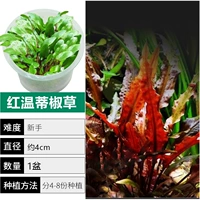 【Нет улитки, нет водорослей