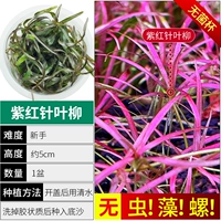 【Нет улитки, нет водоровок