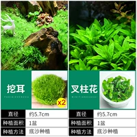 【Стерильная комбинация】 Специальное предложение】 2 чашки ушной травы + Цветок вилки