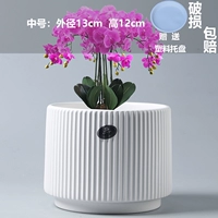 Середина - Афины древние фарфоровые белые (отправить пластиковый поднос)