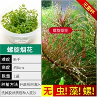 【Нет улиток, нет фейерверков водорослей.