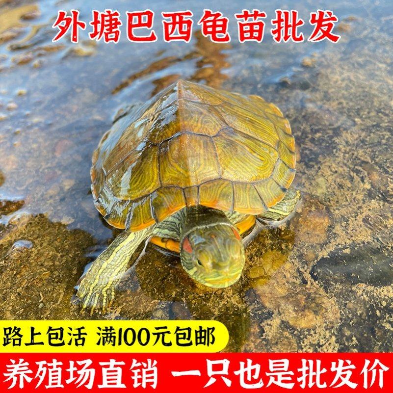 养巴西龟还是红耳龟?巨型彩龟VS长寿观赏龟,谁才是你的新宠?🤔-龟-淘宝好物网