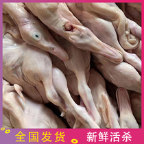 Guangdong Fresh Duck Ducks Bb Duck Bb Duck Ducks BB Duck Ducks Now Kill Frozen Roast Suckling Duck Meat 0 8-1-1 Catty