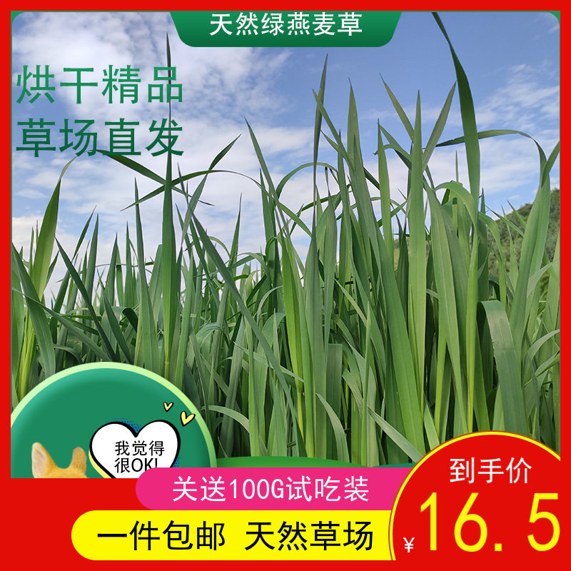 2021 New Grass Boutique Dried Oat Grass Rabbit Hay Dutch Pig Food Feed Totoro Grass 500g Min County
